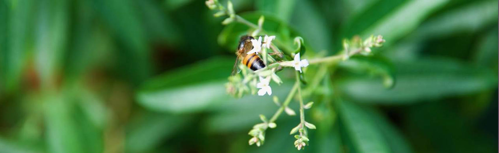 How Sweet It Is: Beehives & Herbs in Paraguay