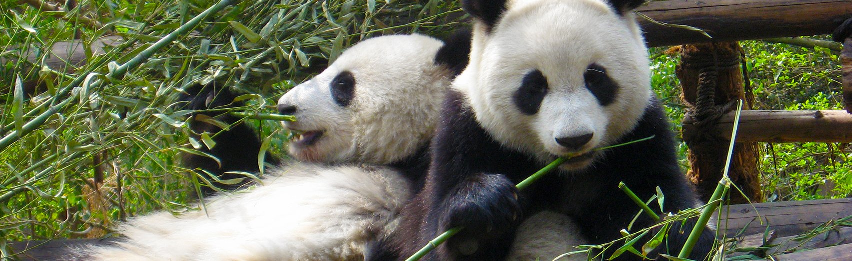 For the Love of Pandas: Setting New Standards in Sustainability