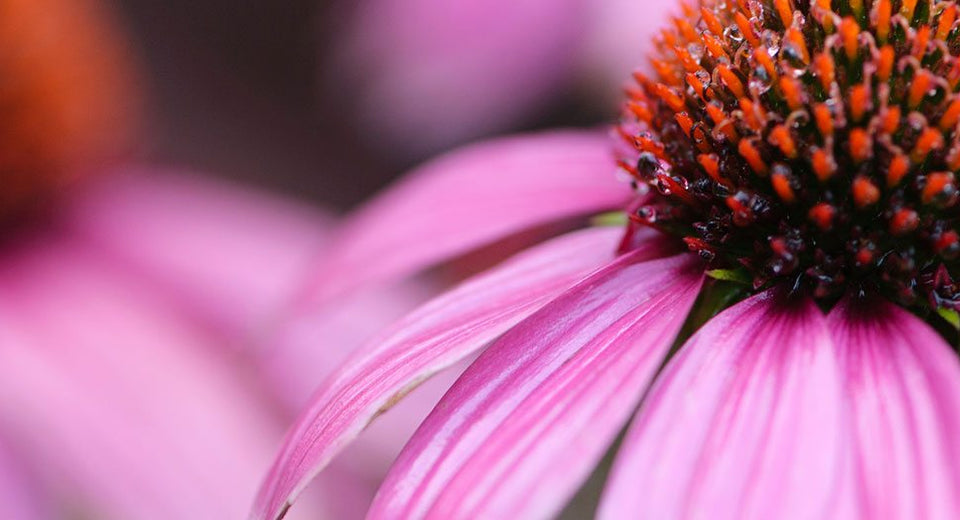 Echinacea 101